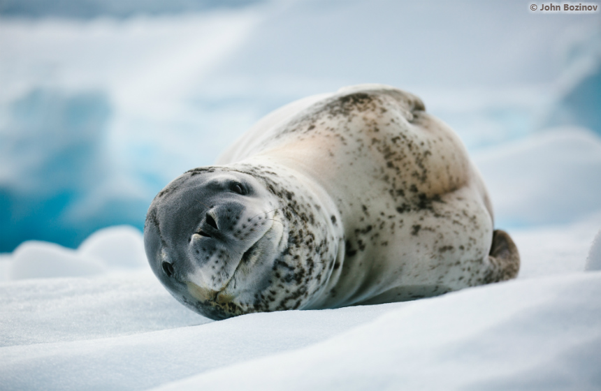 Antarctic_2021_1011_Antarctic Awakening